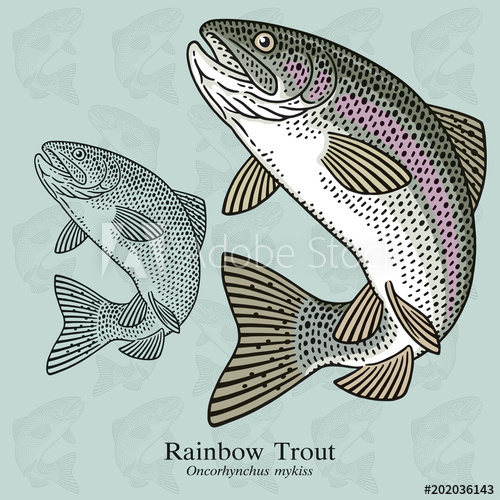 500x500 Rainbow Trout Vector Illustration With Refined Details