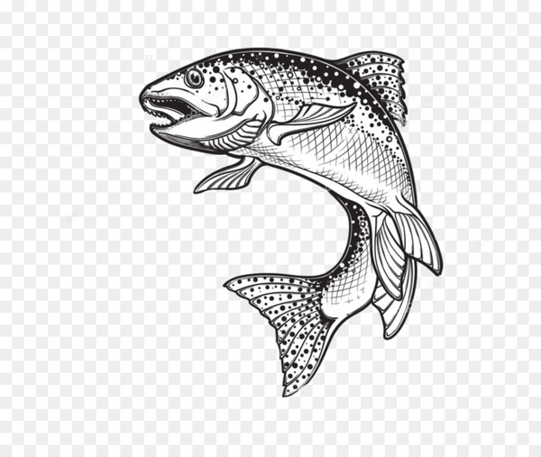 600x507 Rainbow Trout Drawing Sketch Vector Graphics Illustration