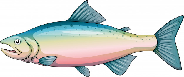 626x263 Rainbow Trout Vector Free Download