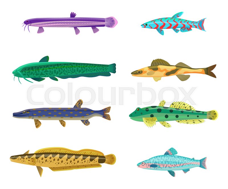 800x666 Rainbow Trout And Cirrhitops Fasciatus Stock Vector Colourbox