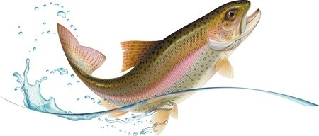 450x192 Rainbow Trout Is Jumping With Water Splash Vector Illustration