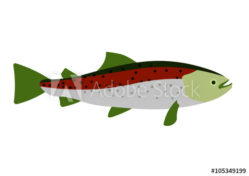 500x354 Rainbow Trout Vector Cartoon Illustration Rainbow Trout On White