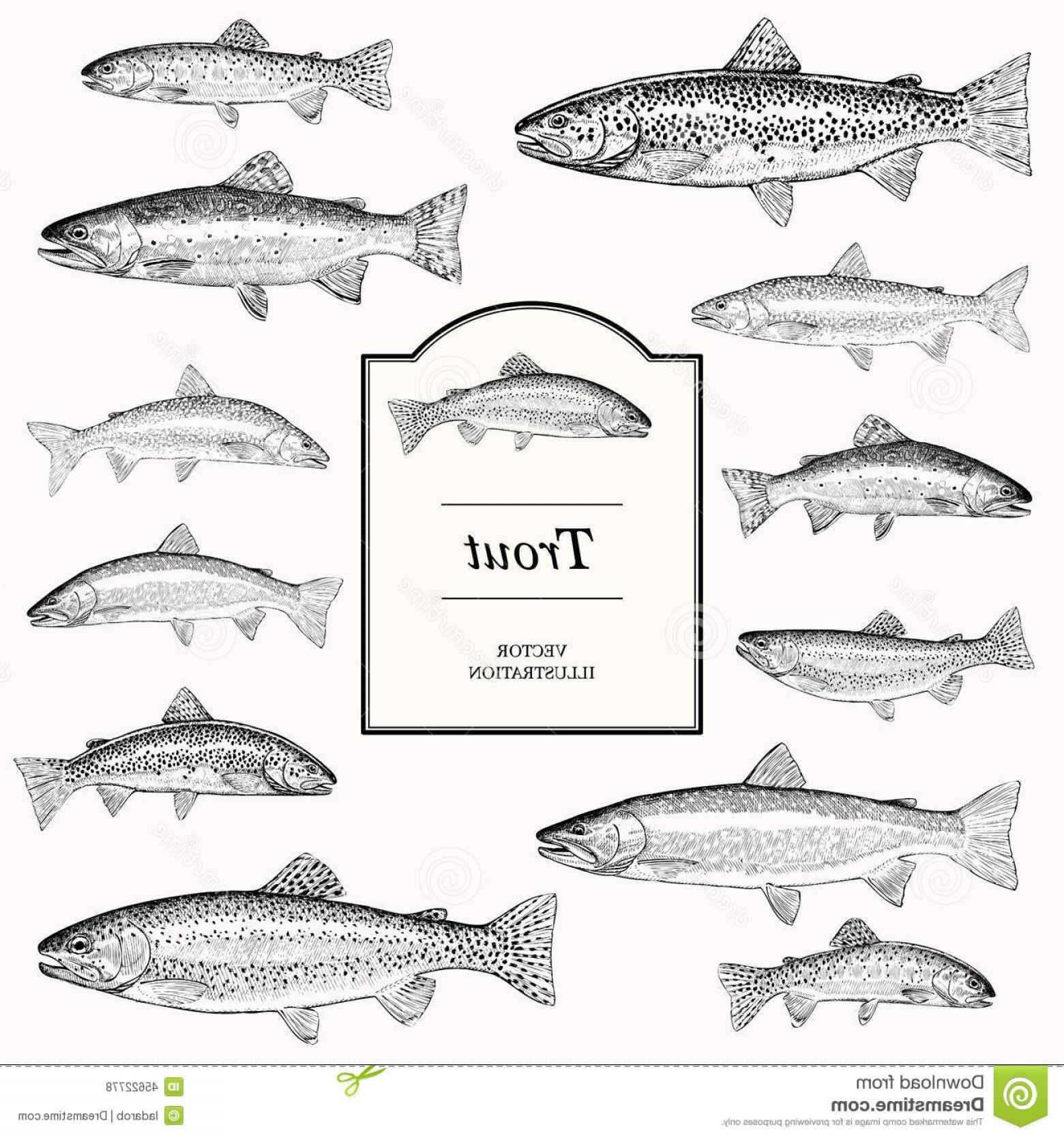 Stock Illustration Hand Drawn Vector Illustrations Trout Brook 1560x1668 Stock Illustration Hand Drawn Vector Illustrations Trout Brook