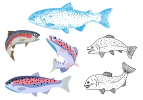 285x200 Trout Fishing Free Vector Graphic Art Free Download