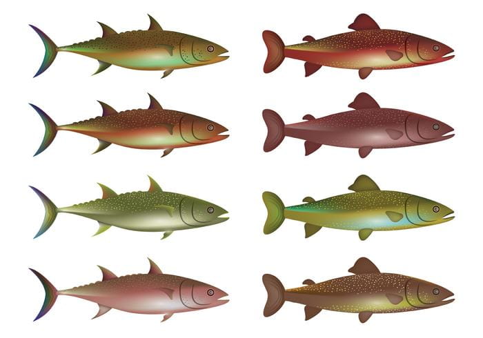 700x490 Vector Of Rainbow Trout Free Graphics Uihere