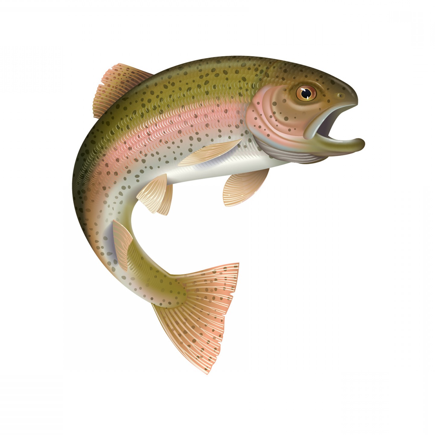 Download Rainbow Trout Vector at Vectorified.com | Collection of ...