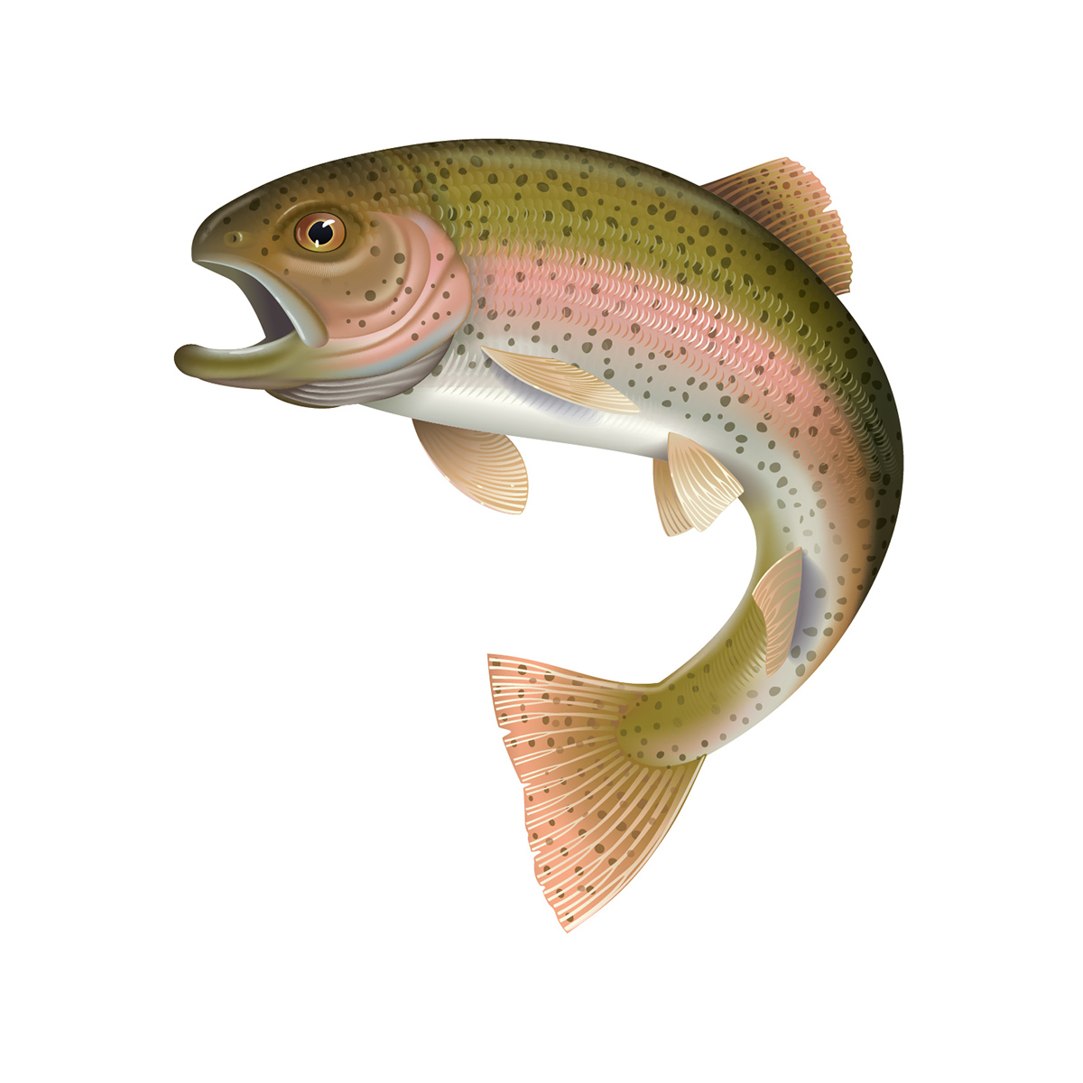 1200x1200 Detailed Vector Illustration Of A Rainbow Trout On Behance
