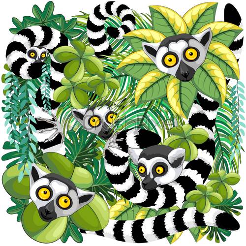 500x500 Lemurs Of Madagascar In Rainforest Vector Illustration, Stock