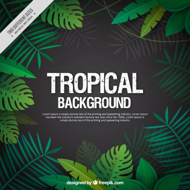 626x626 Rainforest Vectors, Photos And Free Download