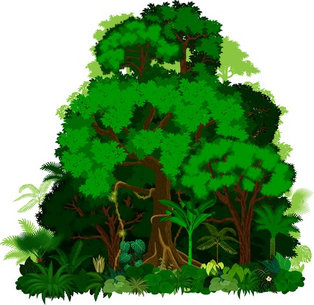 450x438 Rainforest Vector Illustration Vector Green Tropical Forest