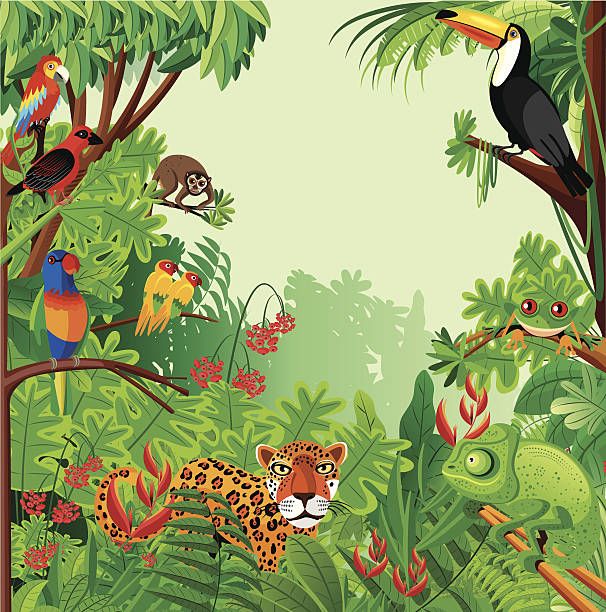 606x612 Vector Tropical Rainforest Gettyimages In Rainforest