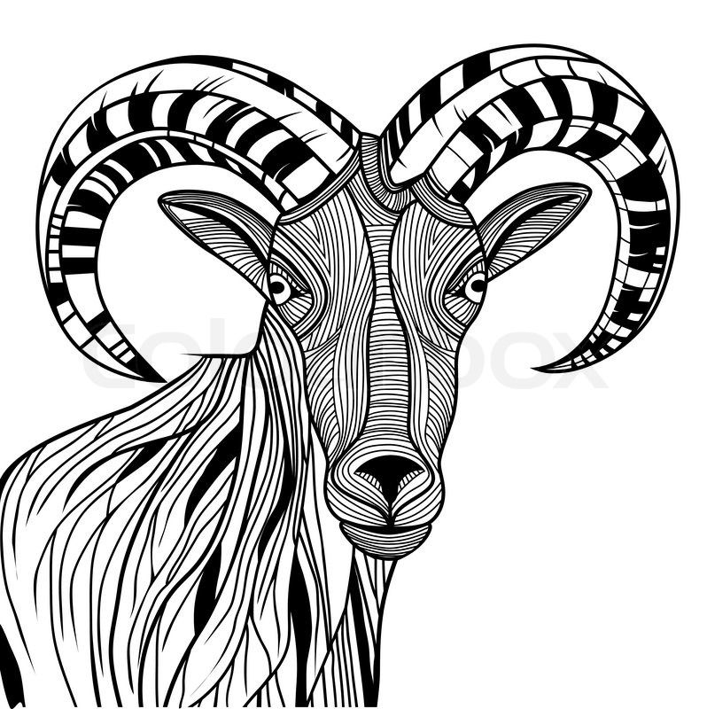 798x800 Stock Vector Of 'ram Head Or Mountain Goat Line Art Sheep Vector