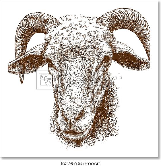561x581 Free Art Print Of Illustration Of Rams Head Vector Engraving
