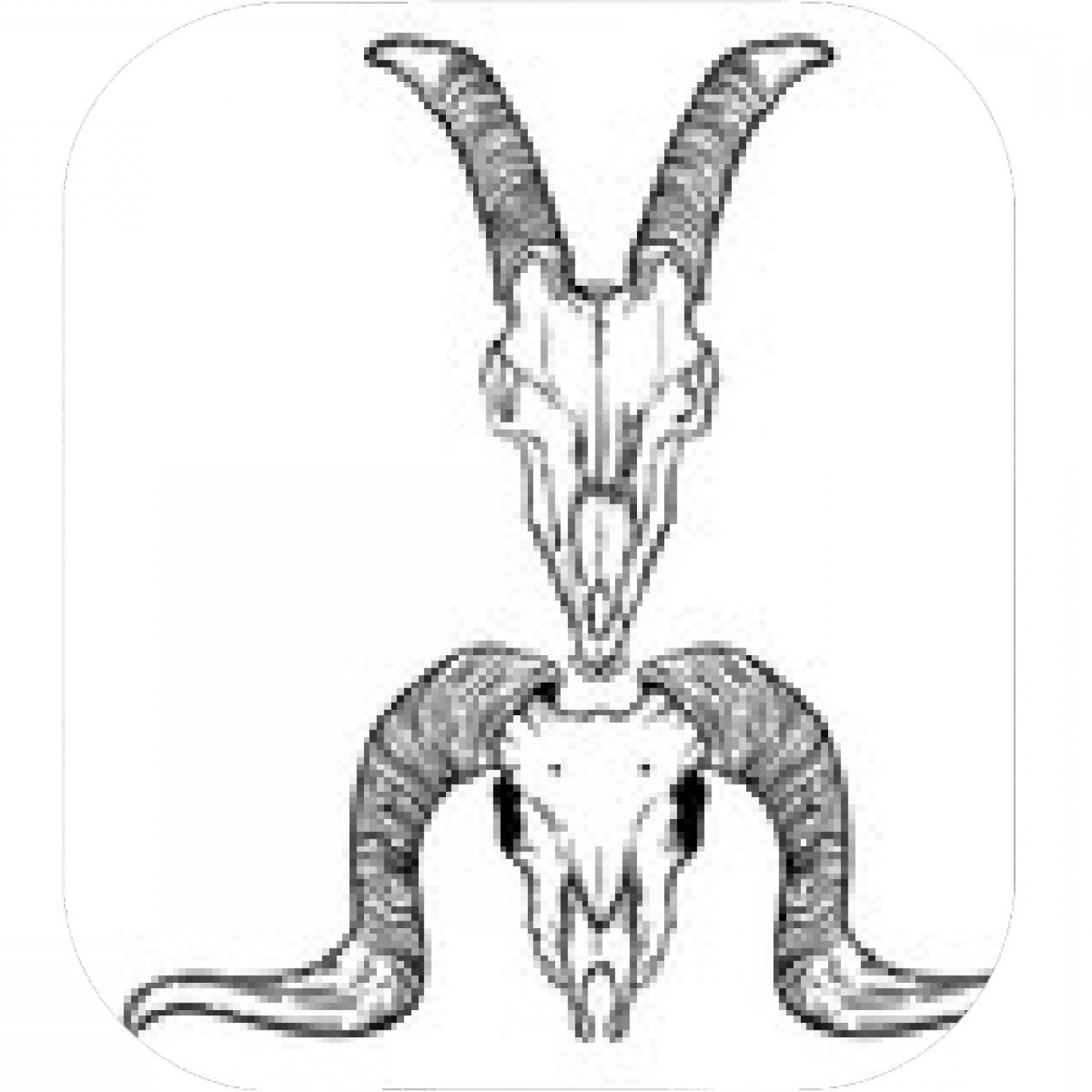 1440x1440 Long Horn Sheep Skull Vector Sarahgardan