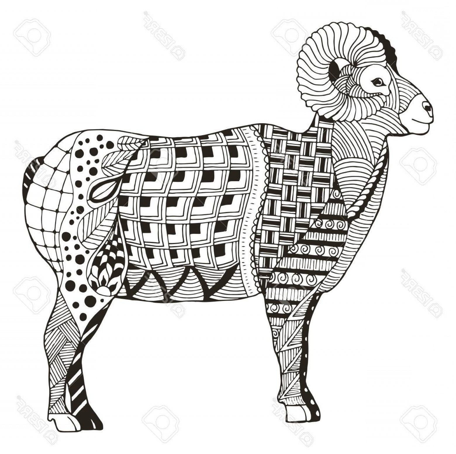 1560x1551 Photostock Vector Male Rocky Mountain Bighorn Sheep Ram Standing