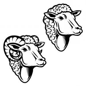 300x300 Photostock Vector Ram Head Twisted Horns Mountain Dwellers