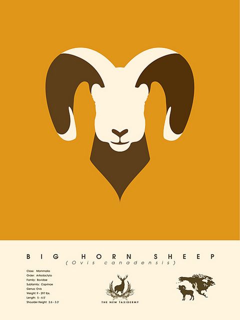 480x640 Big Horn Sheep Design