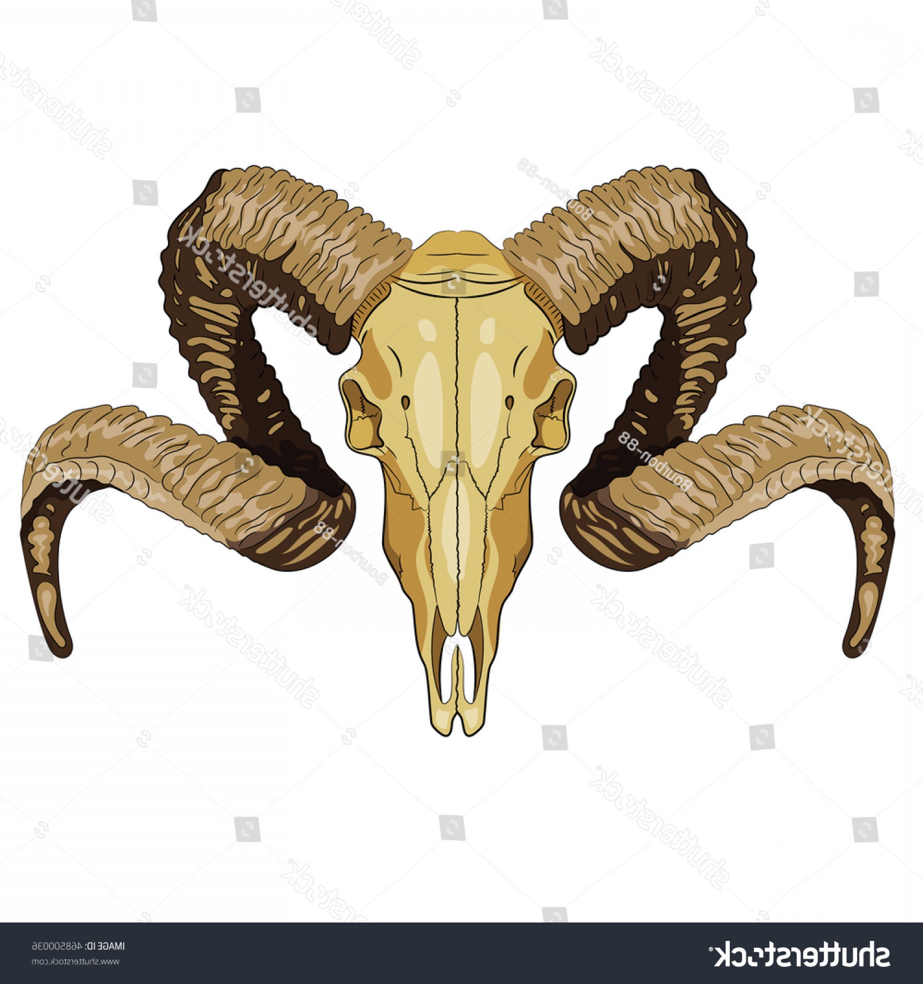 1800x1920 Long Horn Sheep Skull Vector Sarahgardan