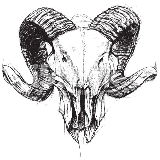 556x556 Ram Skull Traditional Drawing Line Work Vector For Use Curious