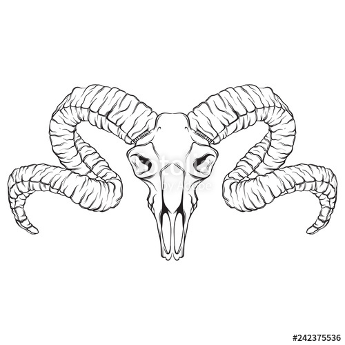 500x500 Vector Hand Drawn Illustration Of Ram Skull Isolated Tattoo