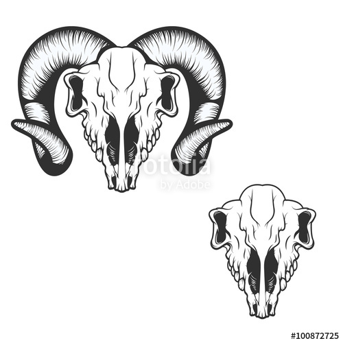 500x500 Ram Skull Vector Illustration Stock Image And Royalty Free