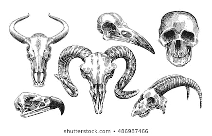 436x280 Huge Collection Of 'goat Skull Drawing' Download More Than