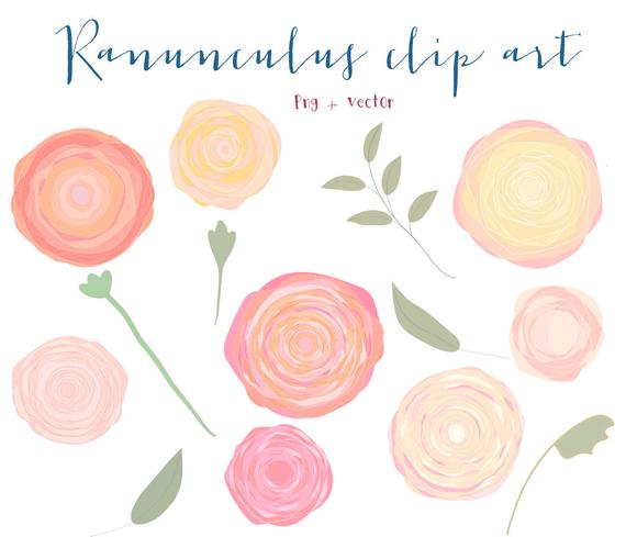 570x489 Ranunculus Clip Art Images Vector And Png Floral Etsy