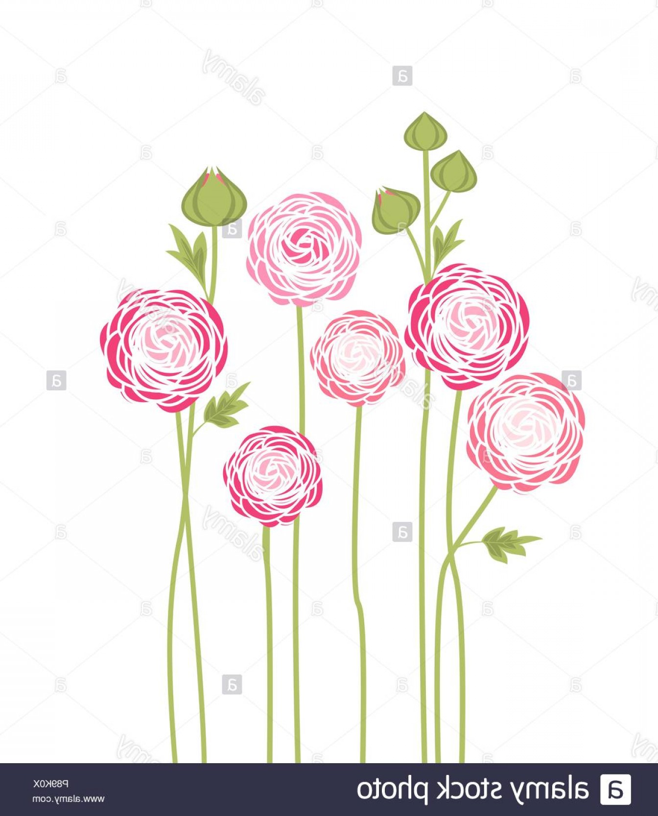 1344x1668 Vector Illustration Of Ranunculus Flower Background With Flowers
