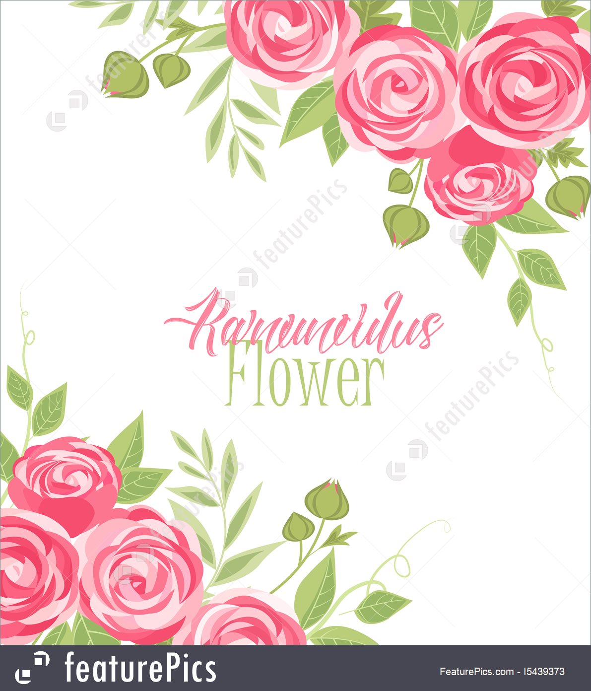 1191x1392 Vector Ranunculus Flower Stock Illustration