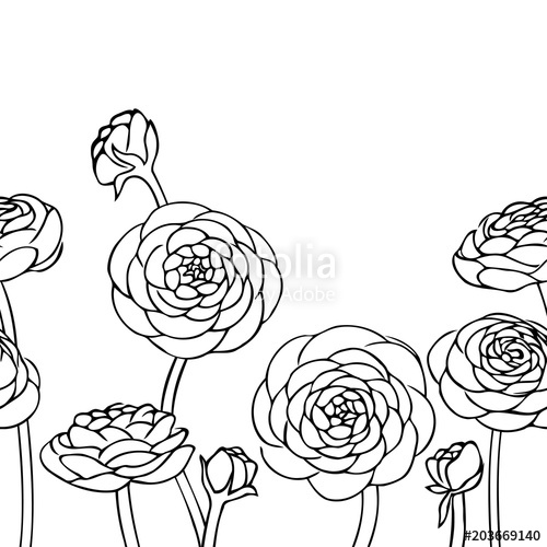 500x500 Vector Contour Ranunculus Rose Flowers Bud Coloring Book Pattern
