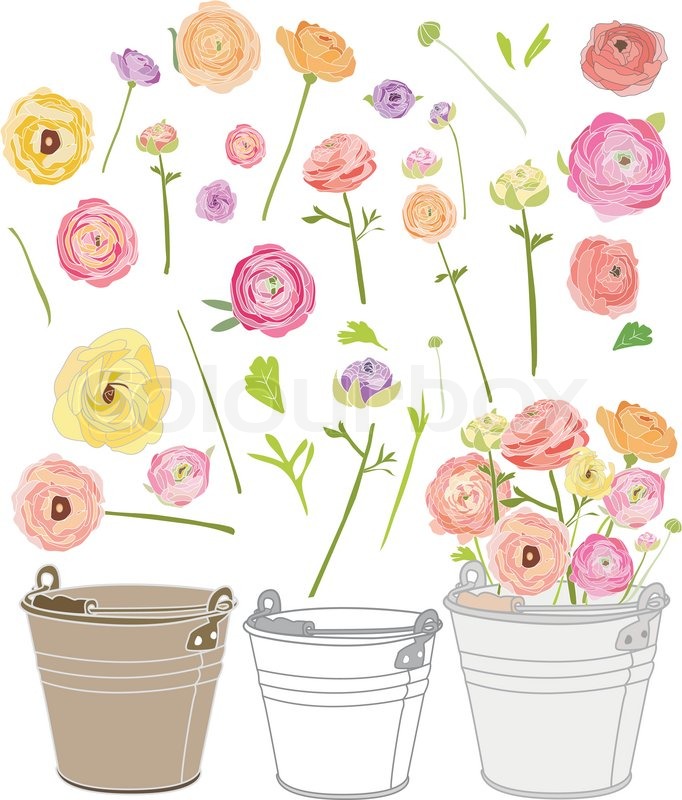 682x800 Colorful Ranunculus Vector Flower Stock Vector Colourbox