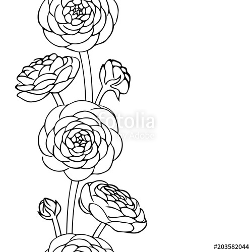 500x500 Vector Contour Ranunculus Rose Flowers Bud Leaf Coloring Book
