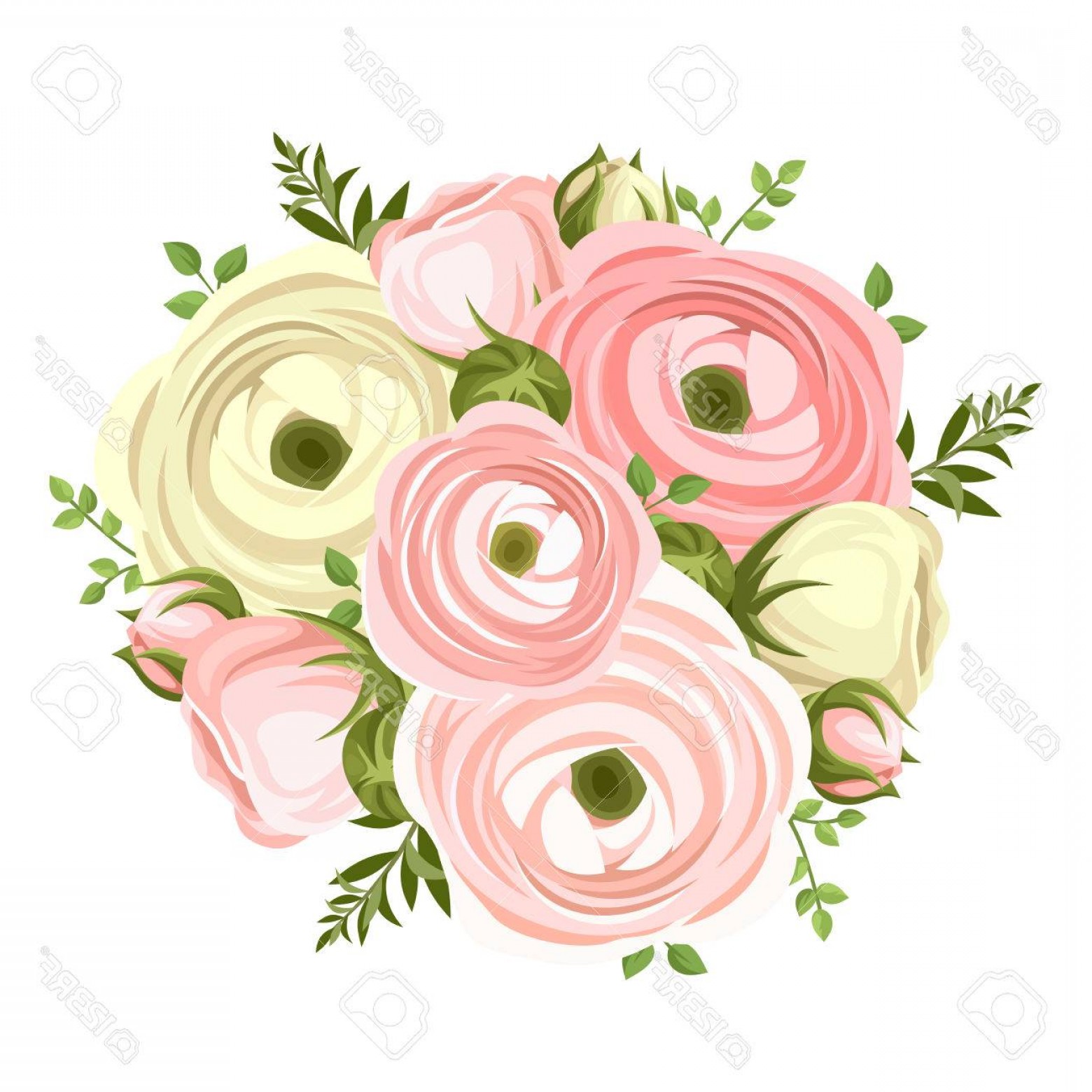 1560x1560 Photostock Vector Bouquet Of Pink And White Ranunculus Flowers