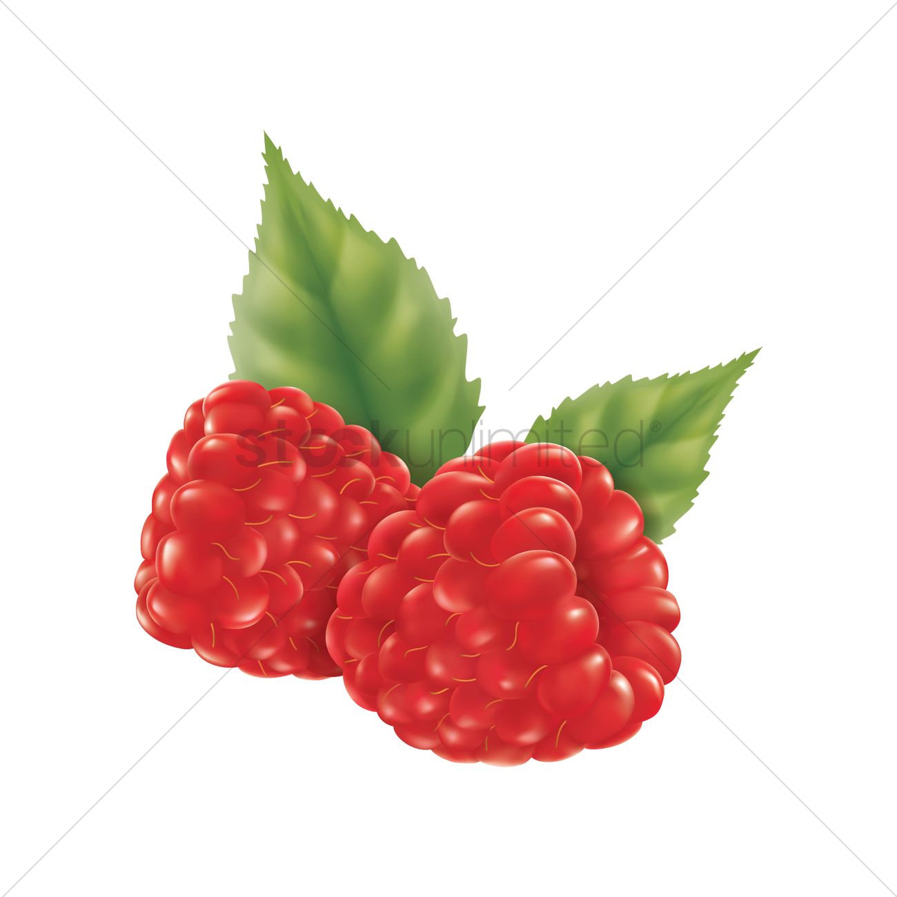 1300x1300 Raspberry Vector Image