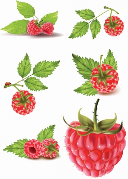 429x600 Raspberry Vector Free Vector In Encapsulated Postscript
