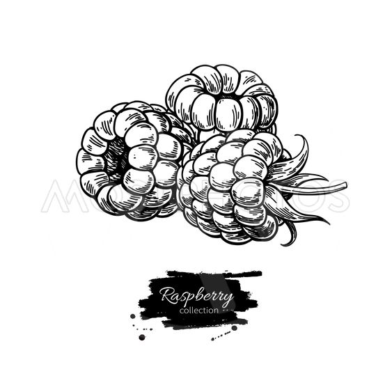563x563 Raspberry Vector Drawing I