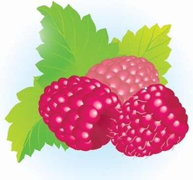395x368 Raspberry Vector Free Vector Download