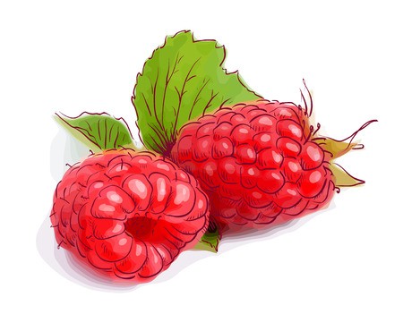 450x370 Raspberry Vector Illustration Royalty Free Vector Graphics