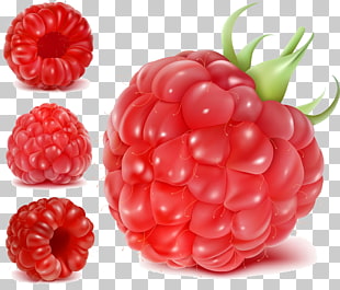 310x265 Raspberries Vector Png Cliparts For Free Download Uihere