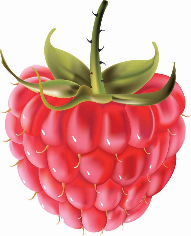 624x769 Raspberry Raspberries Raspberry, Free Vector Graphics, Fruit