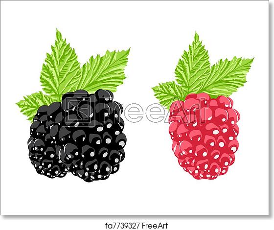 560x470 Free Art Print Of Blackberry And Raspberry Vector Blackberry