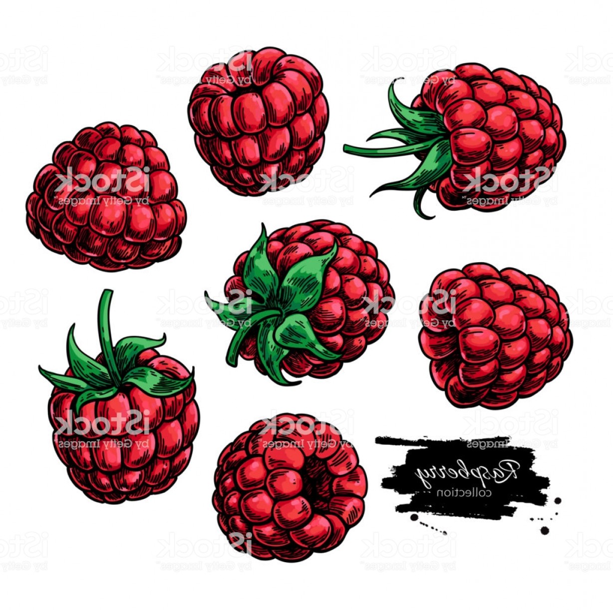1228x1222 Raspberry Vector Sarahgardan