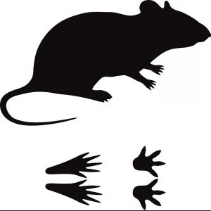 Rat Silhouette Vector