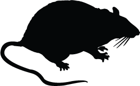 282x173 Rat Silhouette Silhouette Of Rat
