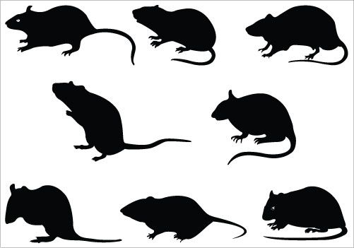 501x351 Rat Silhouette Vector Silhouette Clip Art Rat Silhouette