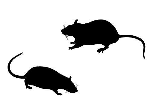 500x350 Rat Silhouette Vector Free Download Silhouette Clip Art Rat