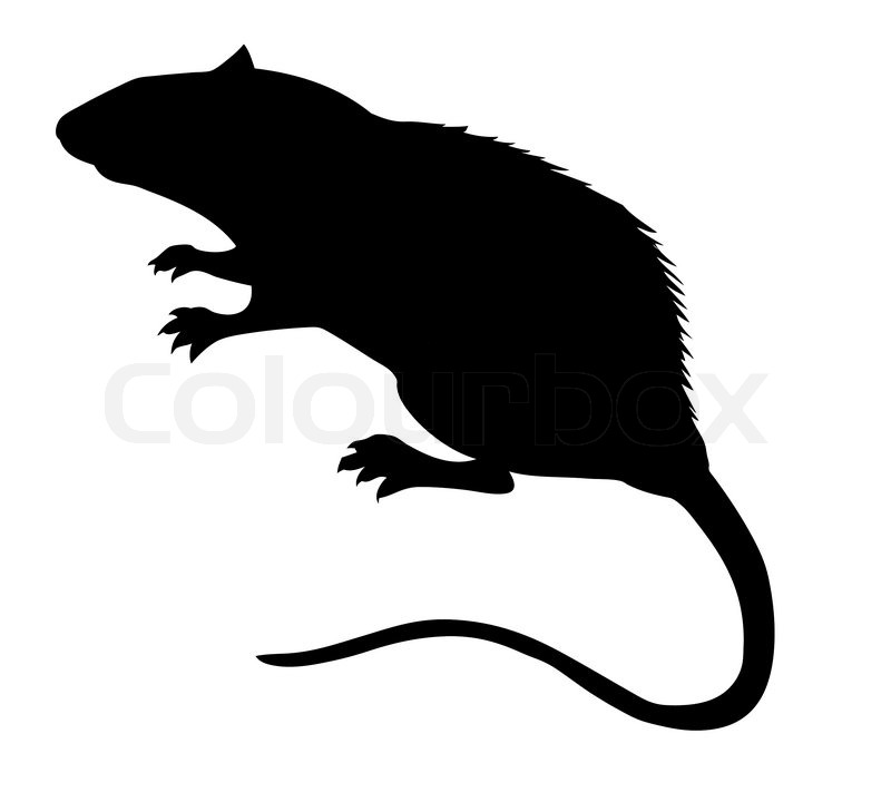 800x720 Vector Silhouette Of The Rat On White Stock Vector Colourbox