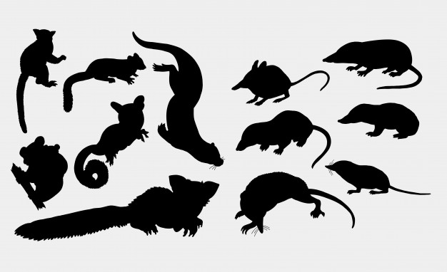626x382 Weasel, Squirrel, Koala, Mouse And Rat Animal Silhouette Vector