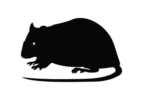 500x350 Here It Is A Rat Silhouette Vector For Animal Vector Illustrations