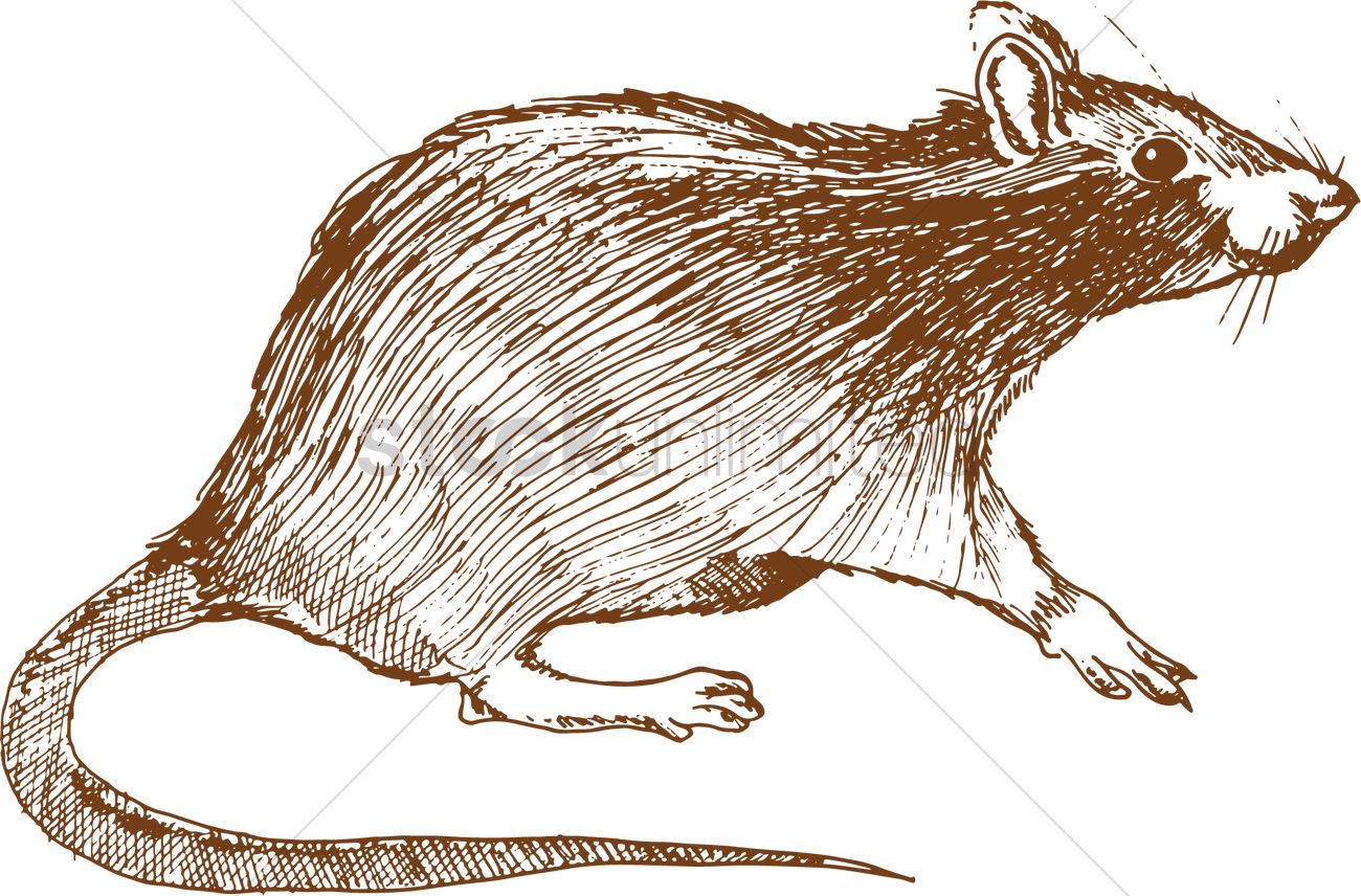 1300x856 Rat Vector Image